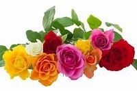 Rosas de várias cores.jpeg