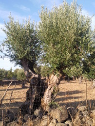 Foto1394.jpg. Foto de D.A.P.L. 2014 Foto1394.jpg. Foto de D.A.P.L. 2014