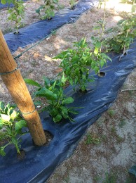 fotografia 3 (3).JPG