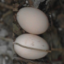4_A2C_Ovos de galinha.jpg 4_A2C_Ovos de galinha.jpg