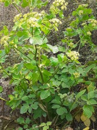 Planta XVII Foto Original. 2022.03.28.jpg