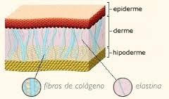 Colagénio desenho.jpg