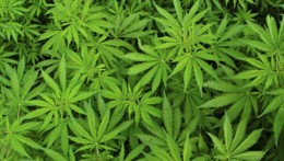 naom_574dd21abc6d5.jpg naom_574dd21abc6d5.jpg