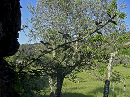 Pauzinho 2012 Primavera novo.jpg