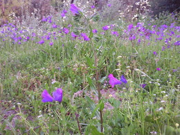 Foto0428. Flores de Maio. D.A.P.L. 2014 jpg