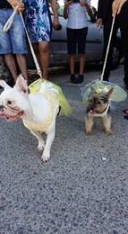 13886421_1275527425799162_7181361344309688409_n.jp