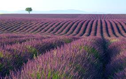 lavanda campo.png