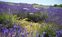 L'occitane lavanda.jpg L'occitane lavanda.jpg