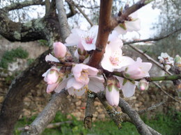 Foto1921.jpg flores da amendoeira