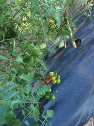 fotografia 5 (2).JPG