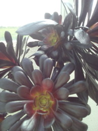 IMG_20200411_122846.jpg IMG_20200411_122846.jpg