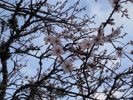 Foto1925.jpg Ramos de amendoeira florida