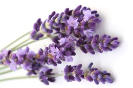 lavanda-i-ljekovita-svojstva-lavande.jpg lavanda-i-ljekovita-svojstva-lavande.jpg