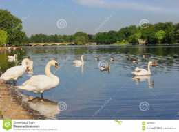 cisnes-em-serpentine-lake-hyde-park-em-londres-rei