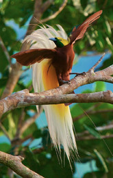 ave do paraíso 2.jpg