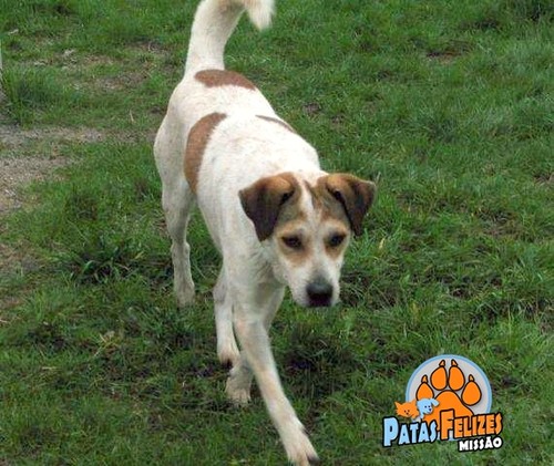 Animais Abandonados para Adopção. Adopte-me. Cães e Gatos