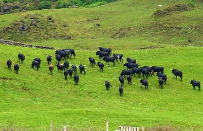 A paisagem de sossego com o gado bravo em fundo...