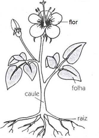 Morfologia das plantas com flor - vivaciencias