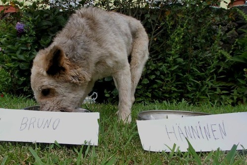 O Piloto em pleno acto de escolha desportiva...
