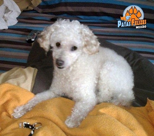 Animais Abandonados para Adopção. Adopte-me. Cães e Gatos