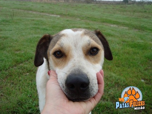 Animais Abandonados para Adopção. Adopte-me. Cães e Gatos