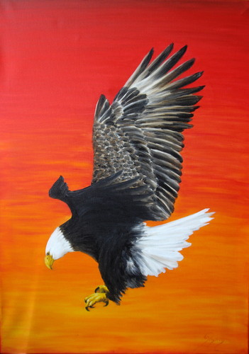 Águia, Bald Eagle