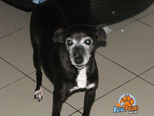 Animais Abandonados para Adopção. Adopte-me. Cães e Gatos