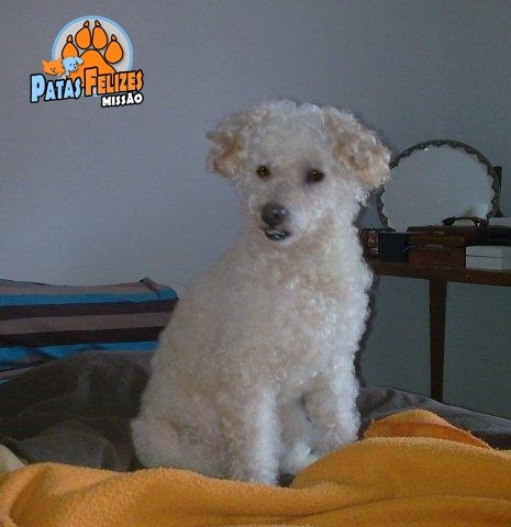 Animais Abandonados para Adopção. Adopte-me. Cães e Gatos