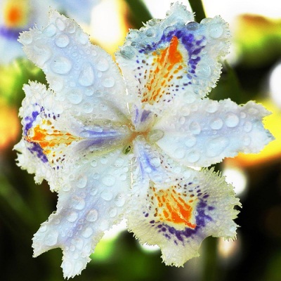 Iris - Muitas Flores - Tudo sobre jardins