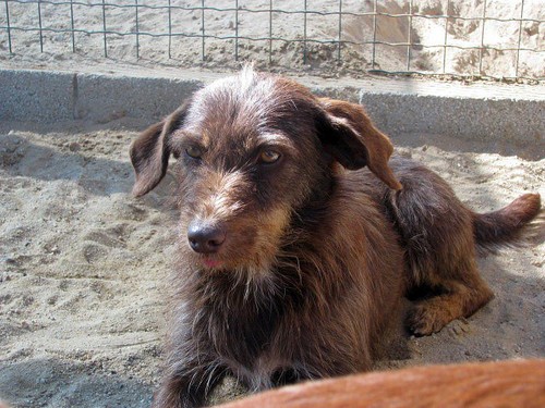 Animais Abandonados para Adopção. Adopte-me. Cães e Gatos