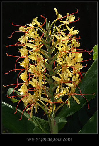 Porque as infestantes também têm a sua beleza...