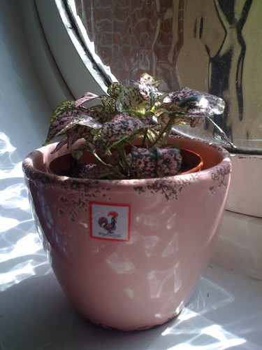 Hypoestes phyllostachya