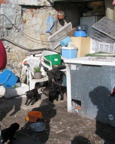 Animais Abandonados para Adopção. Adopte-me. Cães e Gatos