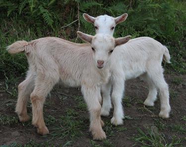 A natureza animal no seu melhor...