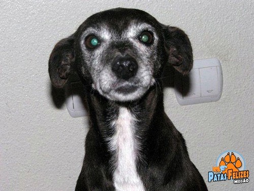 Animais Abandonados para Adopção. Adopte-me. Cães e Gatos