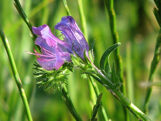 no pico da primavera