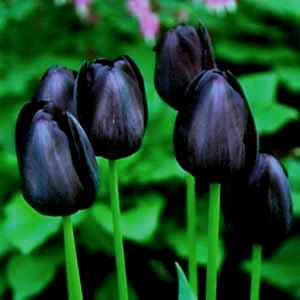A tulipa negra