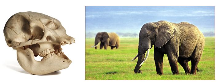 cranio de elefante