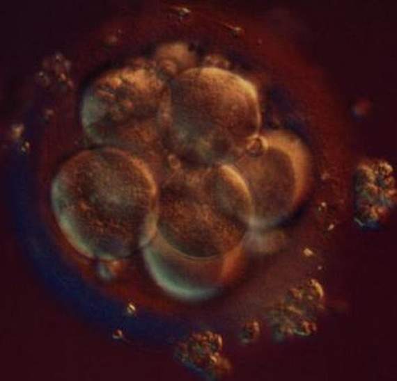 nascimento bebé gravidez gestação parto