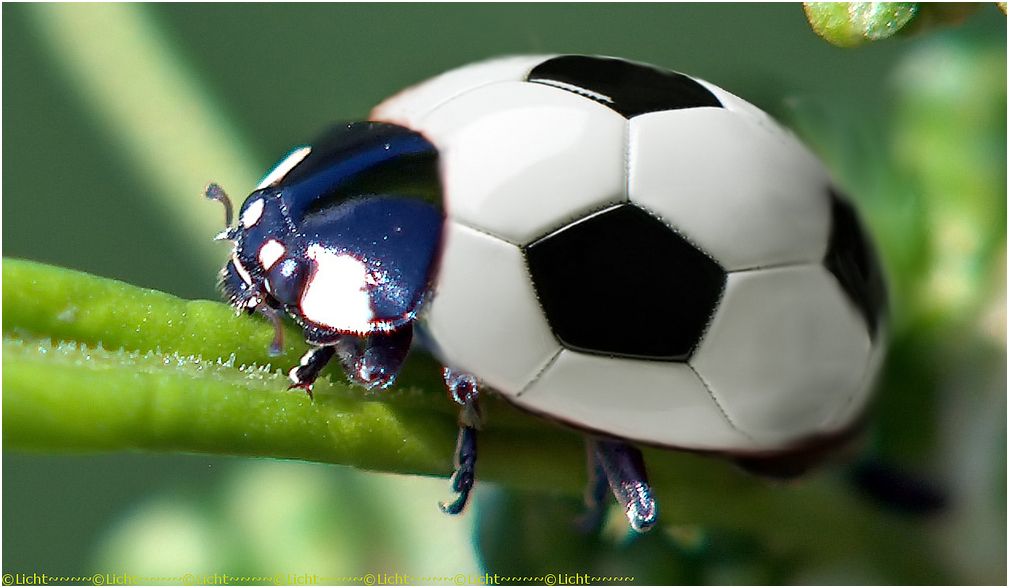 escaravelho sul-africano