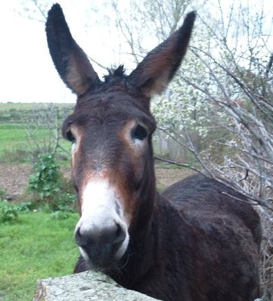 Um simpático exemplar de burro...ou asno...ou jumento...