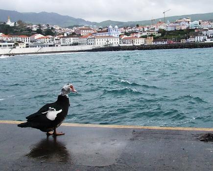 O pato em olhar contemplativo à baía de Angra...