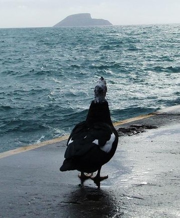 O pato mirando os Ilhéus das Cabras...