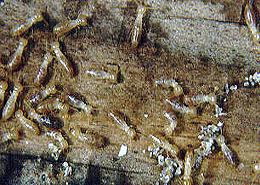 A praga das térmitas em Angra parece, infelizmente, muito longe de extinta...