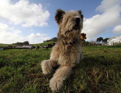 Pronto, o "Piloto" pôs ordem na coisa...