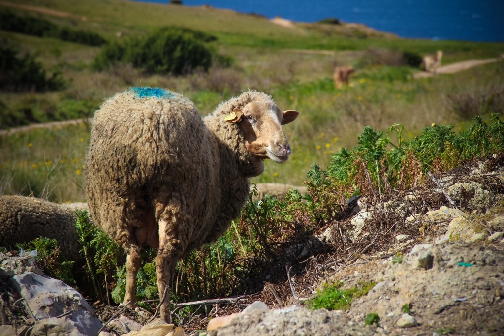 rebanho_cabo_espichel 4