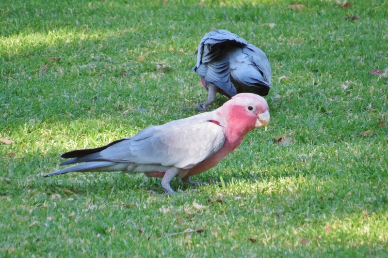 galah a 14 (800x533)