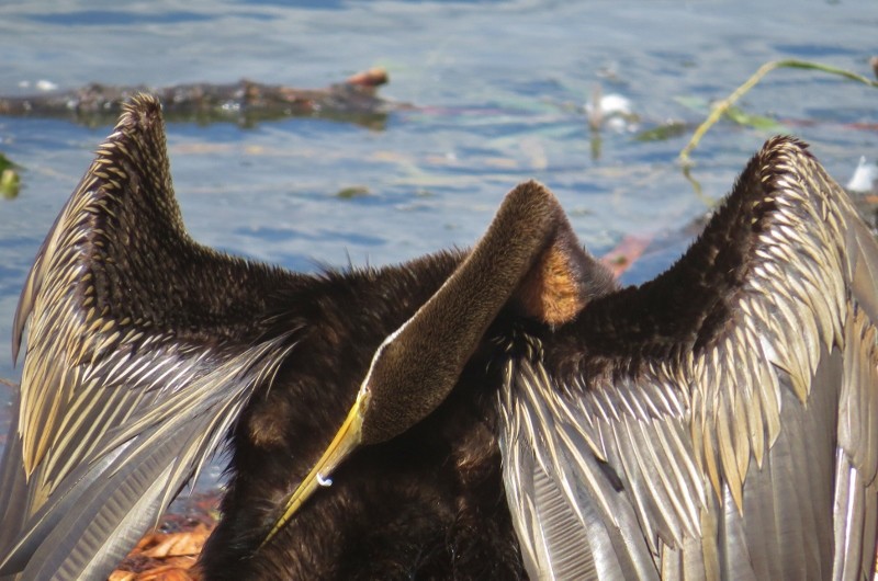 australian darter a 15 (800x530)