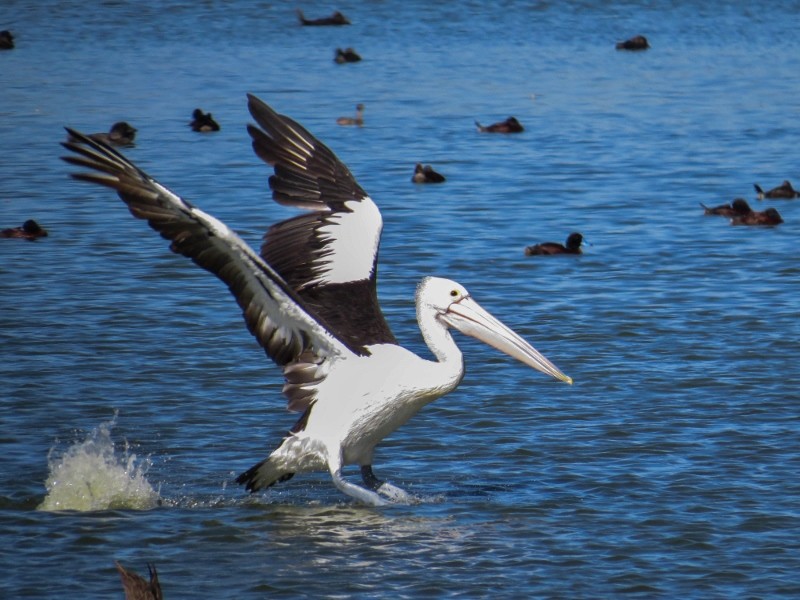 pelicano 7 (800x600)