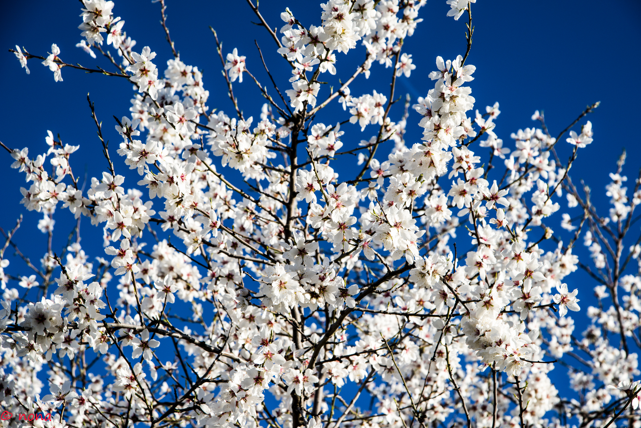 2015 - Rota das Amendoeiras (9).jpg